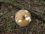 Russula clavipes image