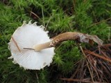 Cystoderma amianthinum image