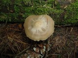 Entoloma rhodopolium image