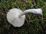 Entoloma rhodopolium image