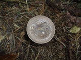 Amanita porphyria image