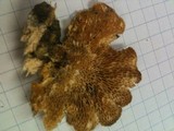 Polyporus alveolaris image