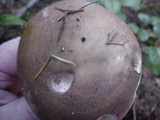 Russula sororia image