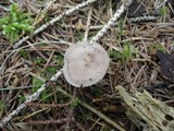 Mycena pearsoniana image
