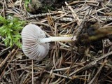 Mycena pearsoniana image