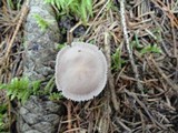 Mycena pearsoniana image