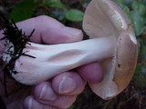 Russula sororia image