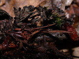 Thelephora palmata image