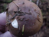 Russula sororia image