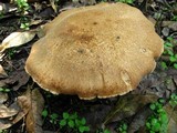 Polyporus radicatus image