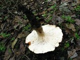 Polyporus radicatus image