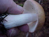 Russula sororia image