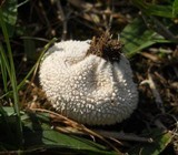 Lycoperdon marginatum image
