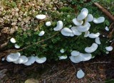 Pleurocybella porrigens image