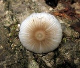 Mycena margarita image