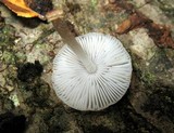 Mycena margarita image