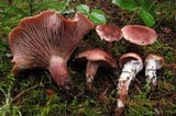 Hygrophorus purpurascens image