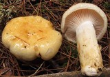 Hygrophorus flavodiscus image