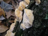 Sarcodontia pachyodon image