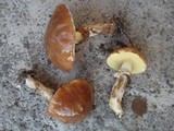 Suillus luteus image