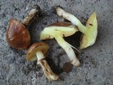 Suillus luteus image