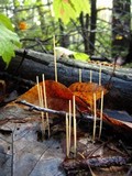 Macrotyphula juncea image