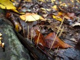 Macrotyphula juncea image