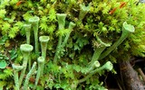 Cladonia chlorophaea image