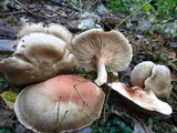 Entoloma abortivum image