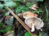 Entoloma abortivum image