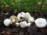 Clitocybe robusta image