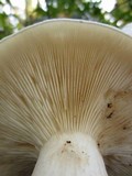 Clitocybe robusta image
