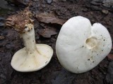 Clitocybe robusta image