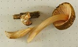 Pluteus roseipes image