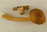 Pluteus roseipes image