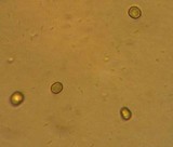 Pluteus roseipes image