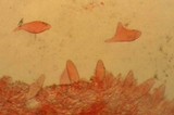 Pluteus roseipes image