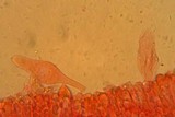 Pluteus roseipes image