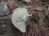 Lactarius chelidonium image