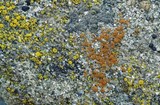 Caloplaca arenaria image