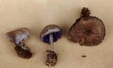 Entoloma euchroum image