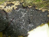 Hypoxylon rectangulosporum image