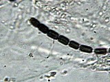 Hypoxylon rectangulosporum image