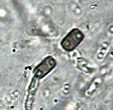 Hypoxylon rectangulosporum image