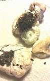Entoloma abortivum image