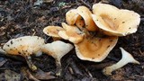 Clitocybe costata image