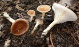 Clitocybe costata image