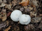 Cuphophyllus virgineus image