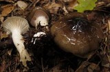 Hygrophorus fuligineus image