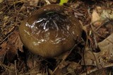 Hygrophorus fuligineus image
